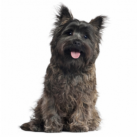 Cairn terrier