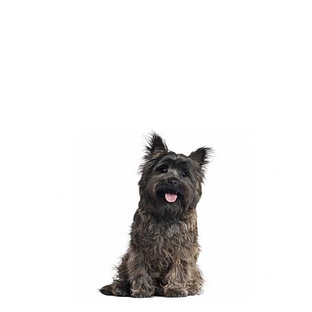 Cairn terrier