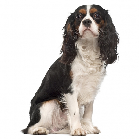 Cavalier King Charles spániel