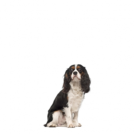 Cavalier King Charles spániel