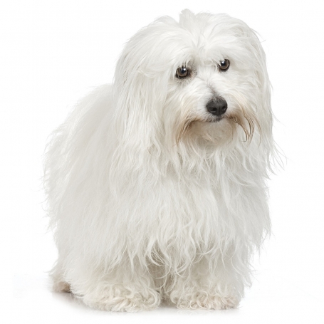 Coton de Tulear