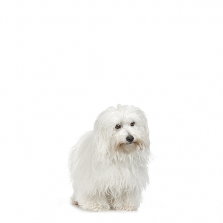 Coton de Tulear