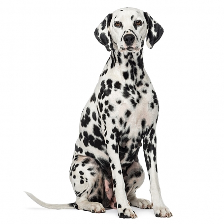 Dalmata