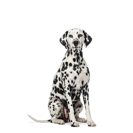 Dalmata