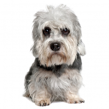 Dandie Dinmont terrier