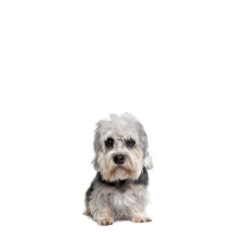 Dandie Dinmont terrier