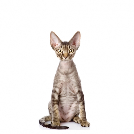 Devon rex