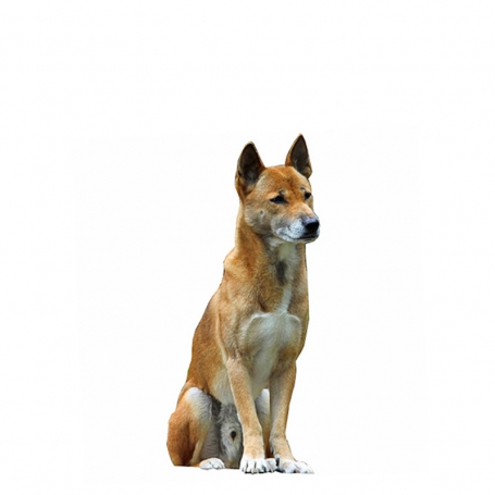 Dingo