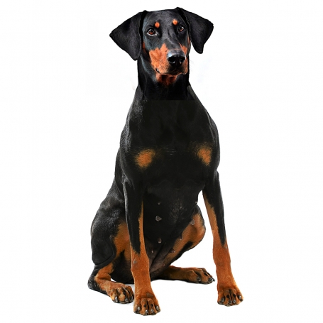 Dobermann