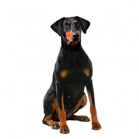 Dobermann
