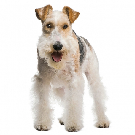 Drótszőrű fox terrier