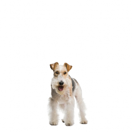 Drótszőrű fox terrier