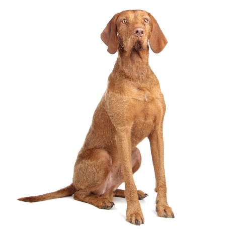 Drótszőrű magyar vizsla