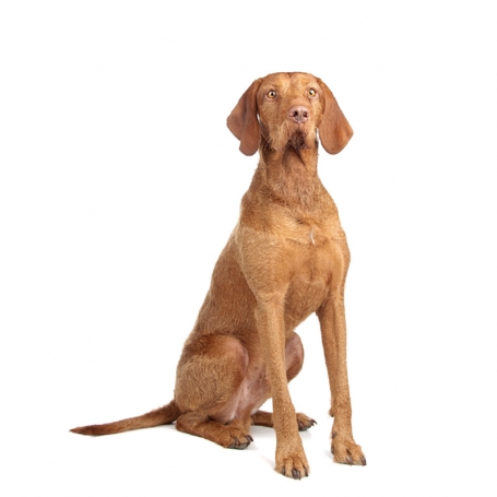 Drótszőrű magyar vizsla