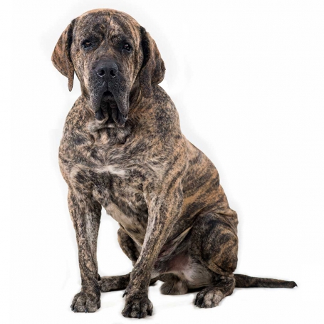 Fila brasileiro 