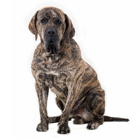 Fila brasileiro 