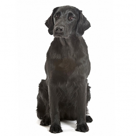 Flat coated retriever