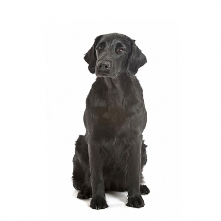 Flat coated retriever
