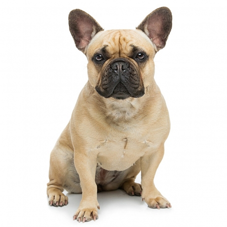 Francia bulldog