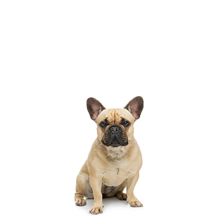 Francia bulldog
