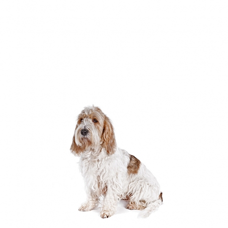 Basset Griffon Vendeen - Grand 