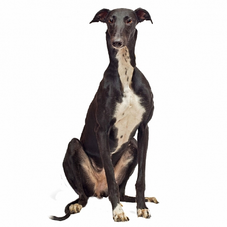 Greyhound