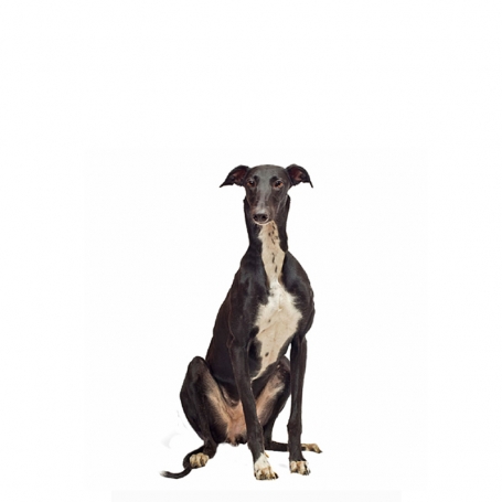Greyhound