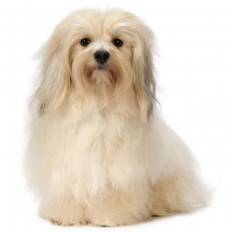 Havanese