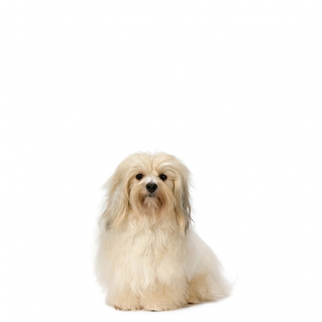 Havanese