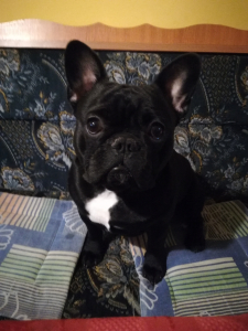 Diego