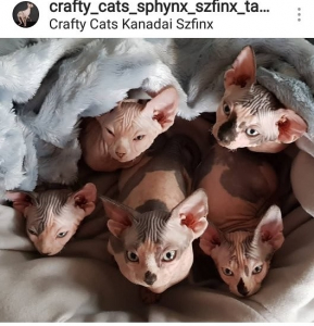 Crafty Cats kölykök 
