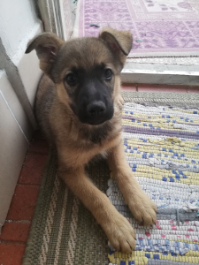 Lupi