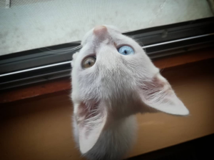 Hushi
