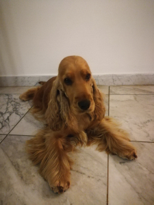 Stella Vespertina Ariana 