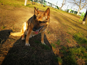 Buck