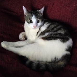 Mia