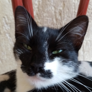 Klio