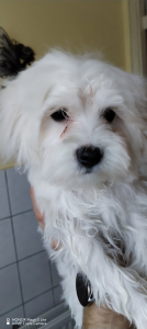 Lili 