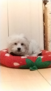 Lili 