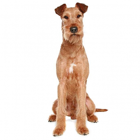 Ír terrier