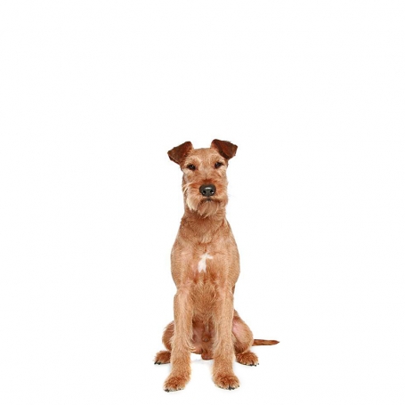 Ír terrier