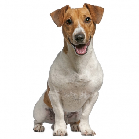 Jack Russel terrier