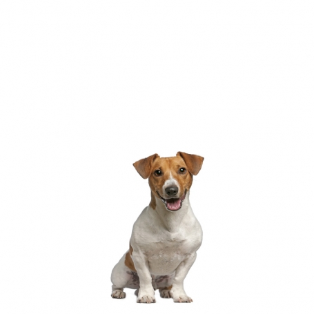 Jack Russel terrier