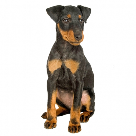 Jagdterrier