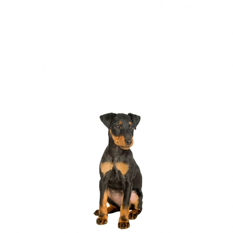 Jagdterrier