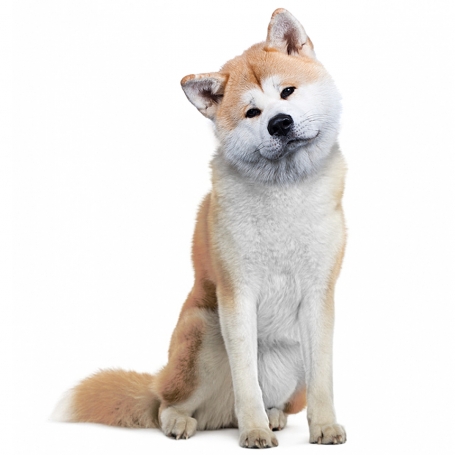 Japán akita