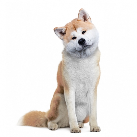Japán akita