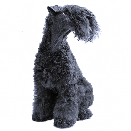 Kerry Blue terrier