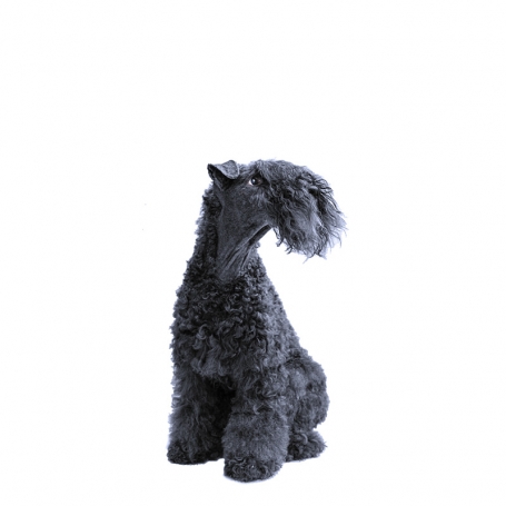 Kerry Blue terrier