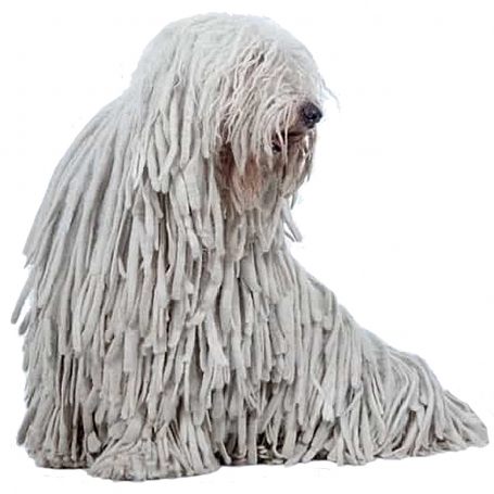 Komondor